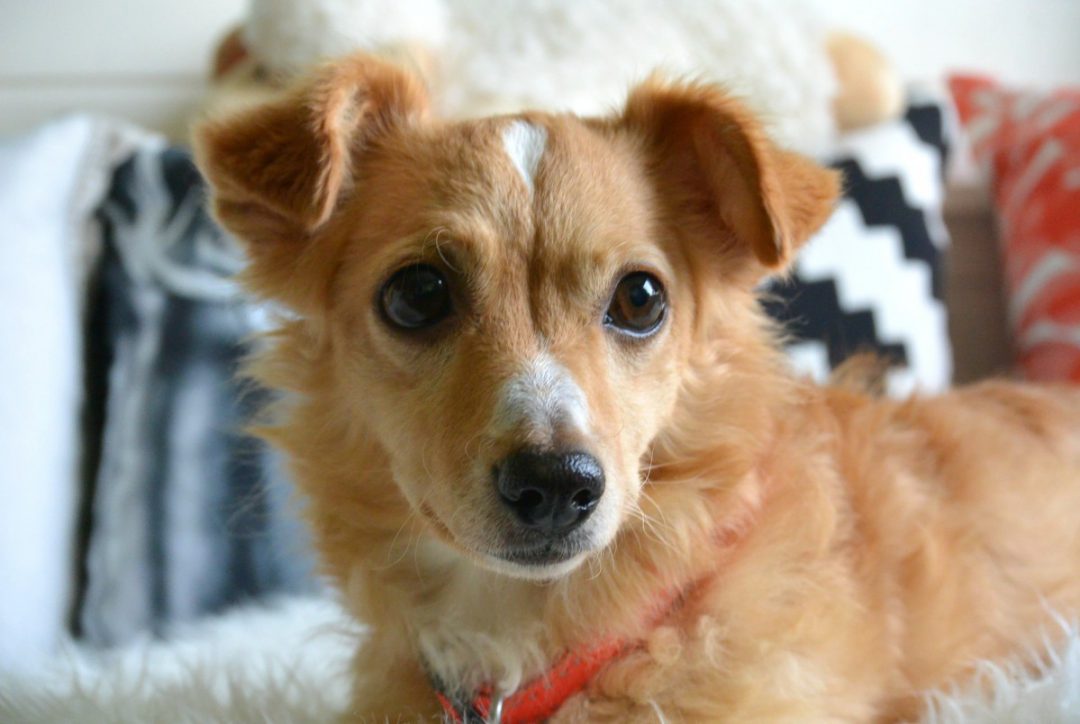 Een hond adopteren uit het buitenland iMarjoleine Een hond adopteren uit het buitenland iMarjoleine